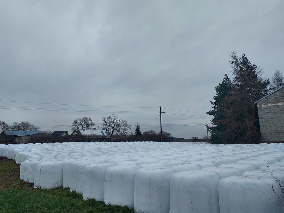 Wysłodki buraczane w belach