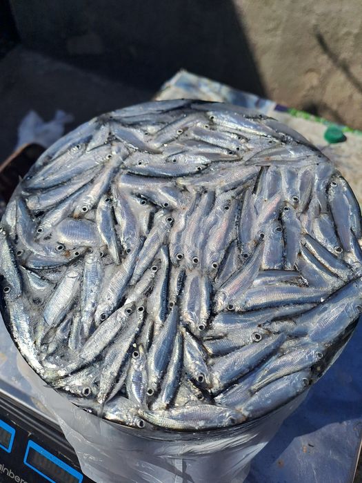Продам рибу тюлька дніпрова свіжа  , заморожена.