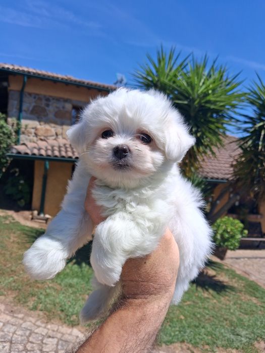 Bichon maltês fêmea