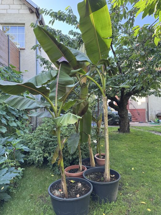 Bananowiec sadzonki