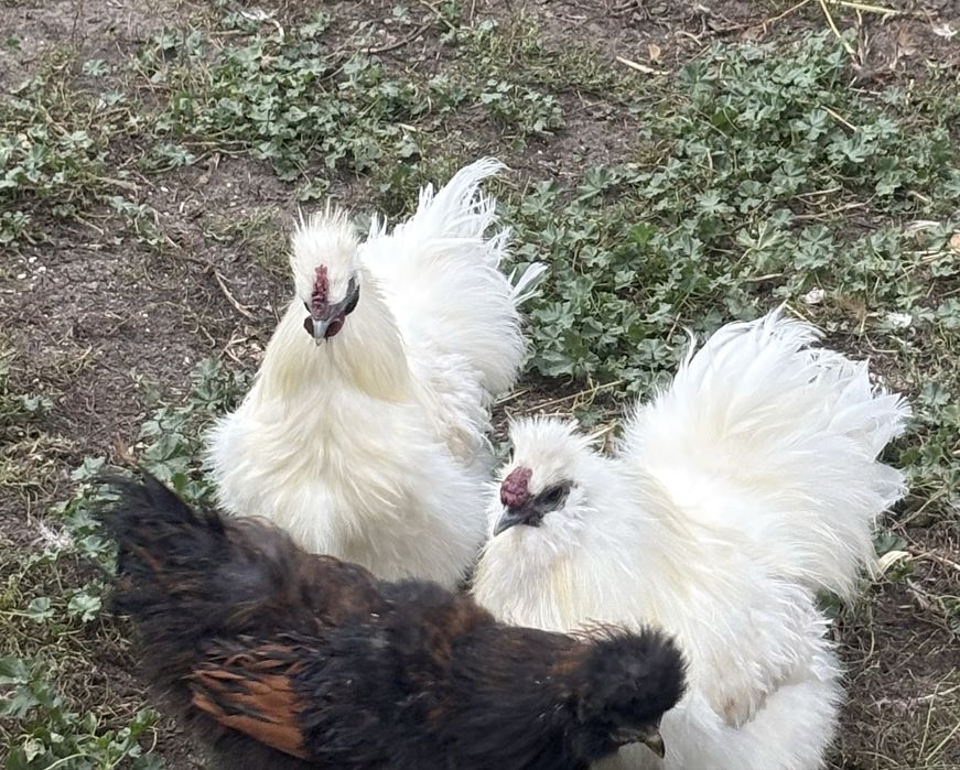 2 Młode koguty Silki