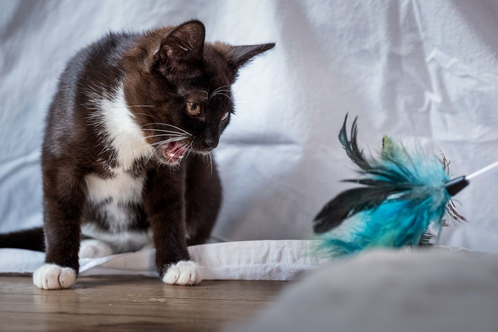 Samba i Rumba – mama i córka, które szukają wspólnego, spokojnego domu