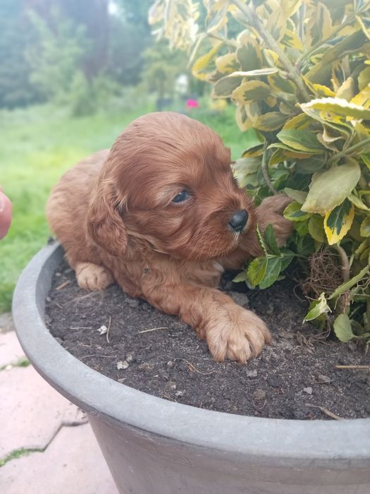 Cavapoo do rezerwacji