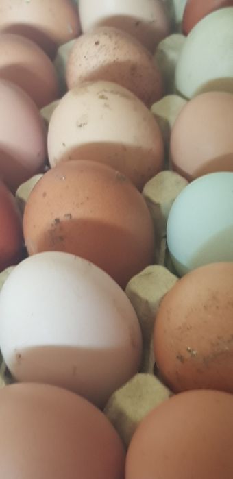 Ovos galados azuis chocolate e normais