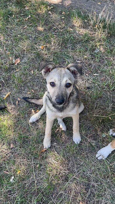 Цуцики(цуценята, щенки) шукають дім, вік 5міс