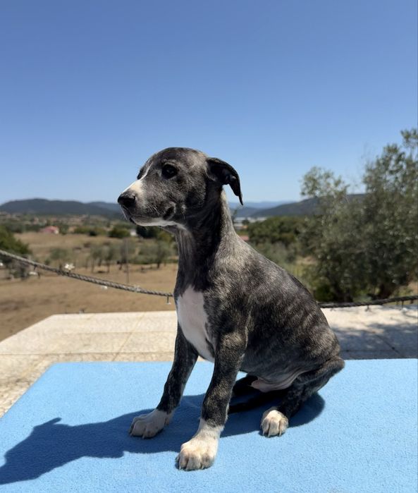 Whippet lindo com lop