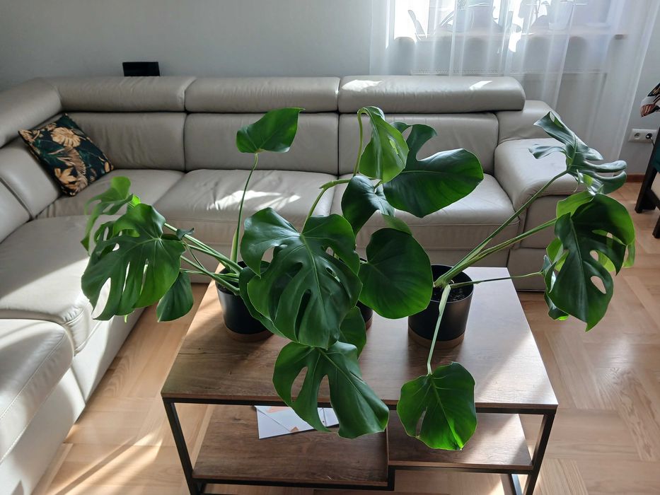 Monstera w doniczce 3 sztuki Młode Piękne