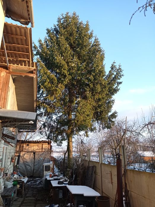 дерево ялиця велика