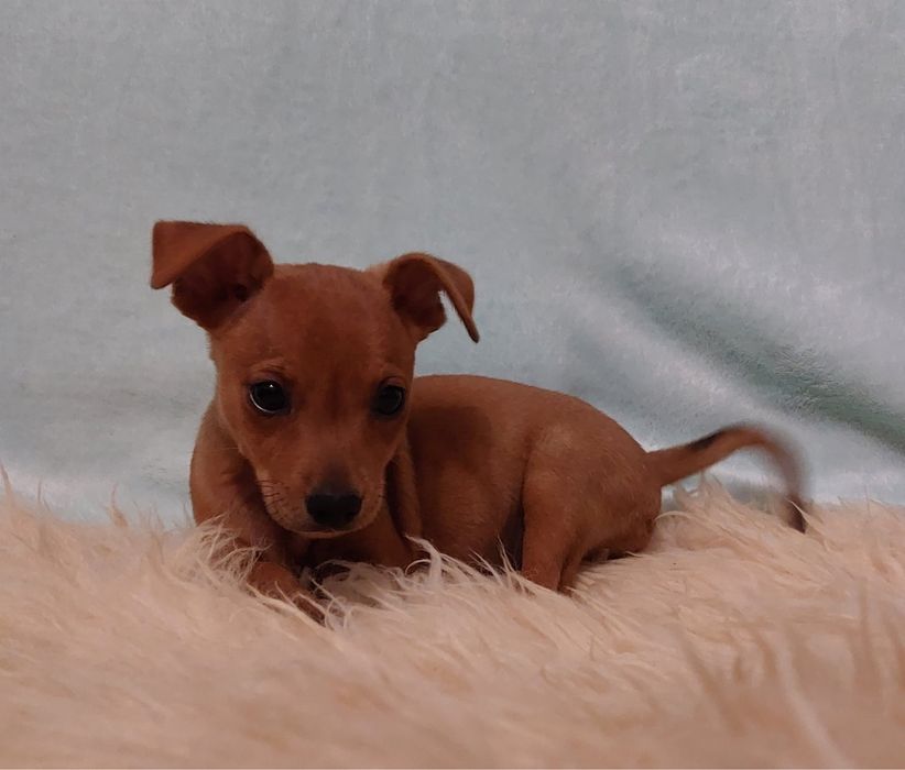Pinscher  anao  macho