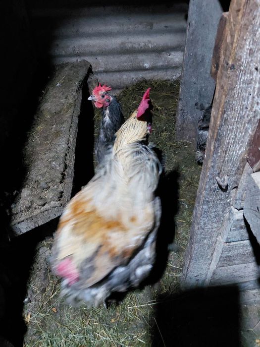 Продам домашню птицю