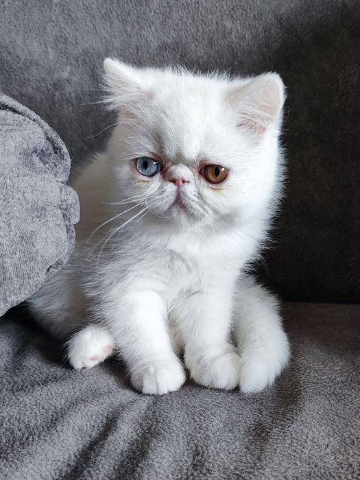 Питомник предлагает котят