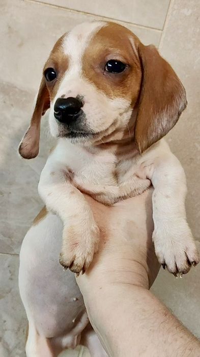 Щенок кроличьей таксы пайболд с родословной