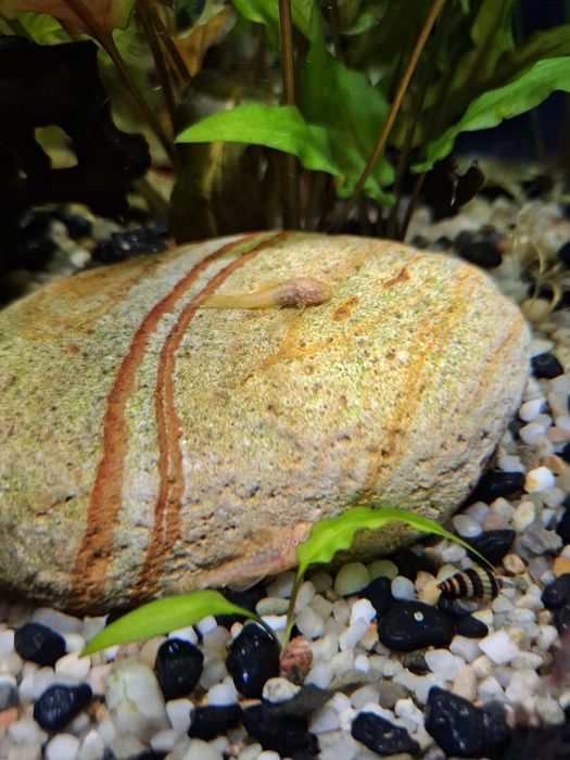 Glonojad albinos