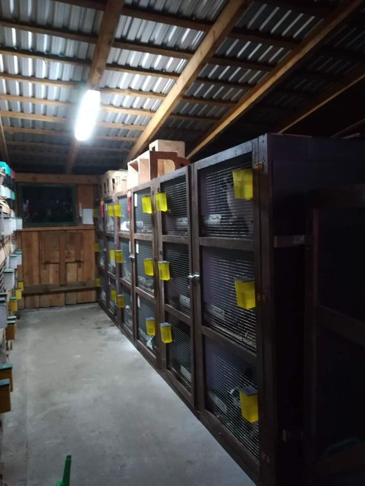 Klatka dla królików