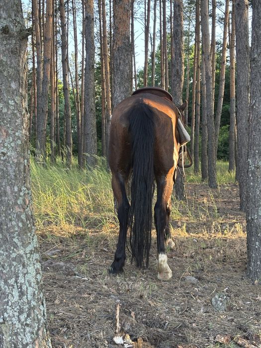 Продається кінь