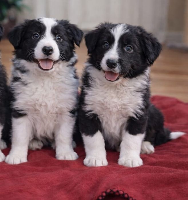 Border Collie piesek