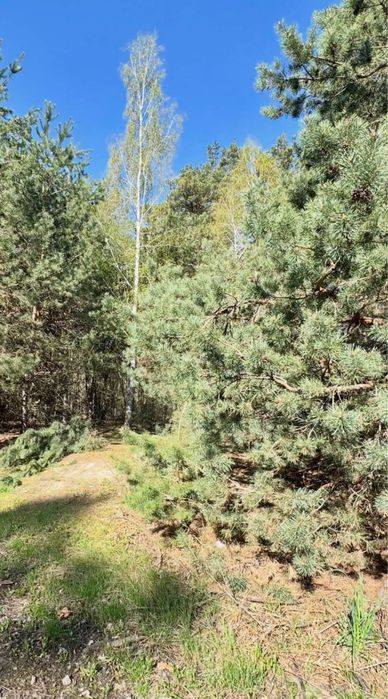 Продам земельний масив 7,18 Га! Грузьке! Садівництво