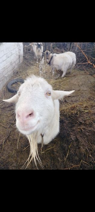 Продам коз Зоонинские