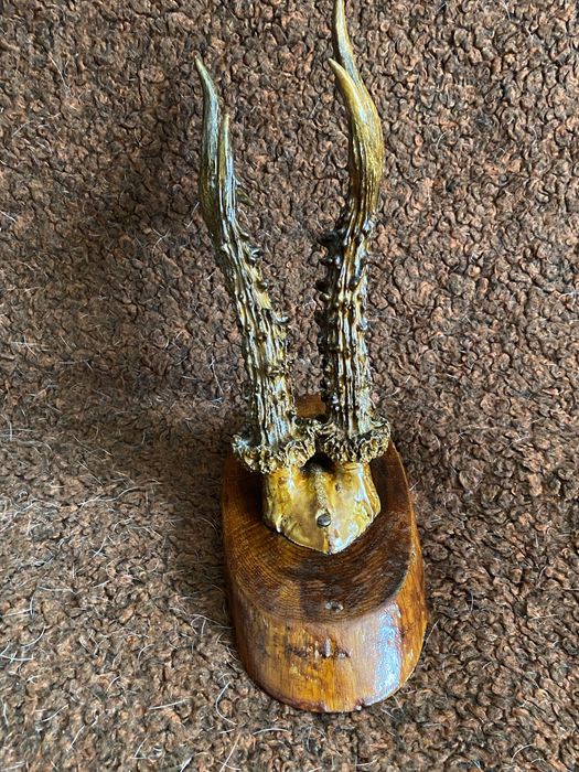 Rogi Prawdziwe Poroże