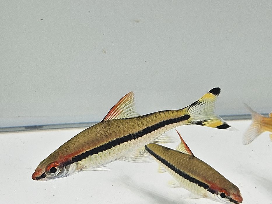 Brzanka denisona