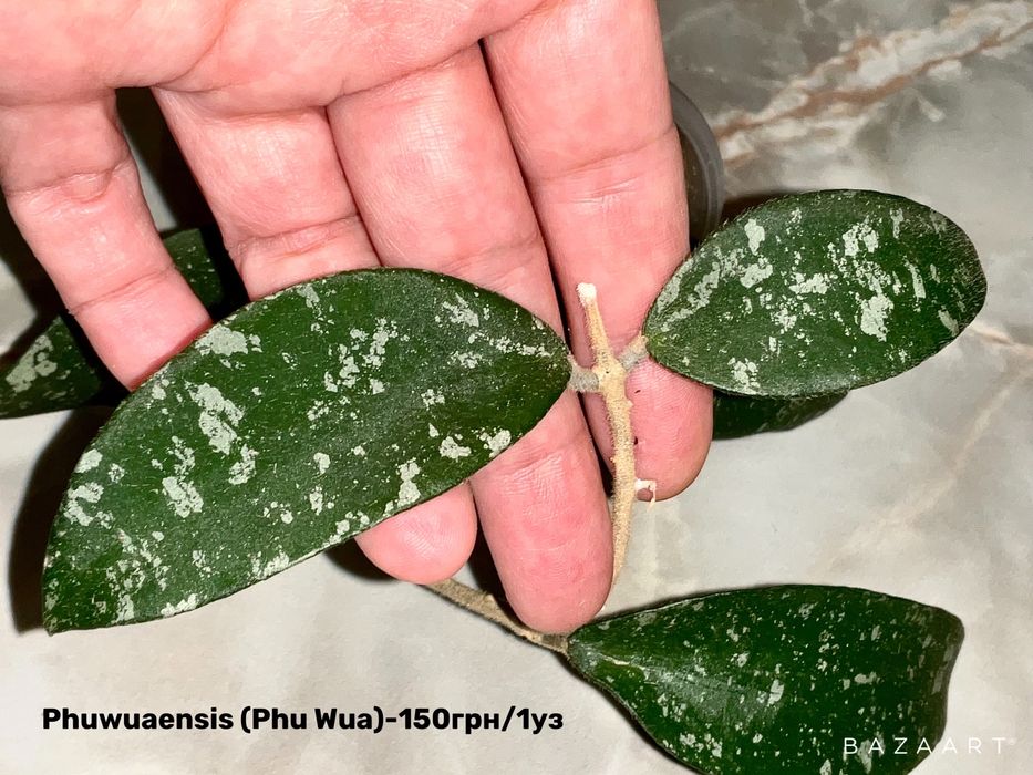 Хойя свежий срез сорта