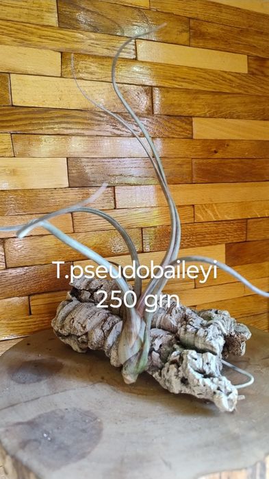 Тілландсія fuchsii f. gracilis