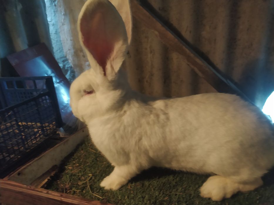 Кролики німецький строкач і бельгійці шиншилові і білі,