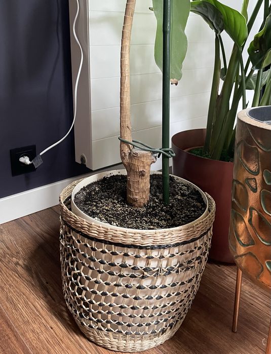 Duża Dracena Wonna (200 cm) – Zdrowy okaz, regularnie kwitnie