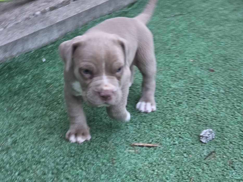 Suczka american bully  xl  z metryką