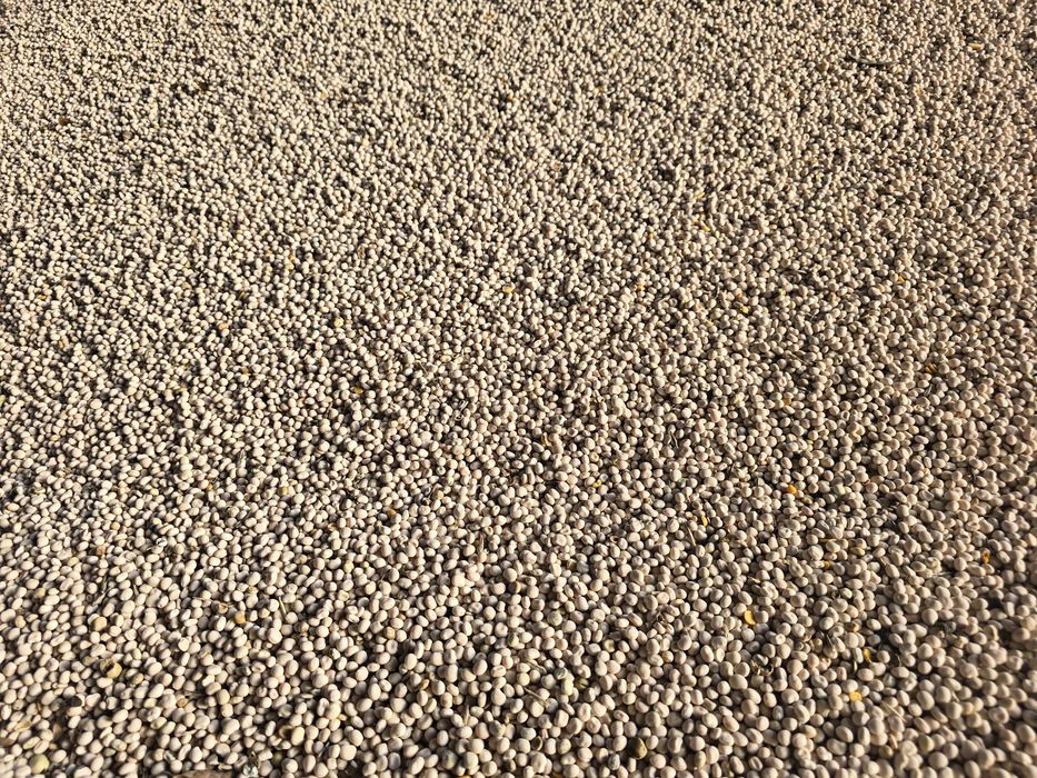 Łubin wąskolistny słodki