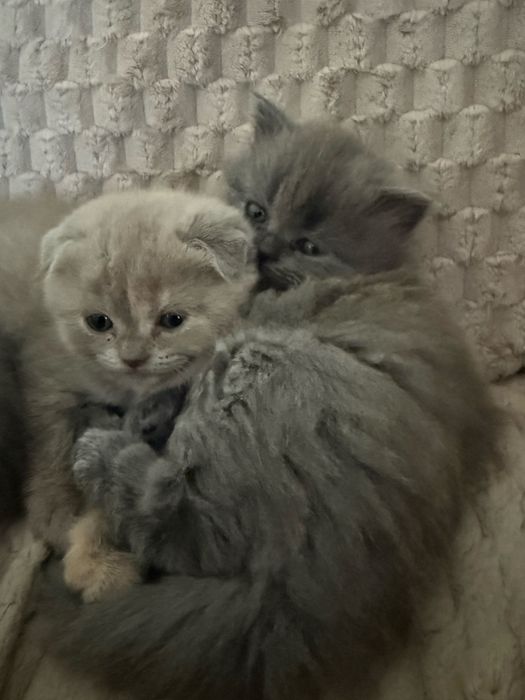 Кошенята шотландці