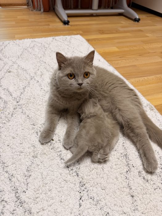 Шотландскі котята