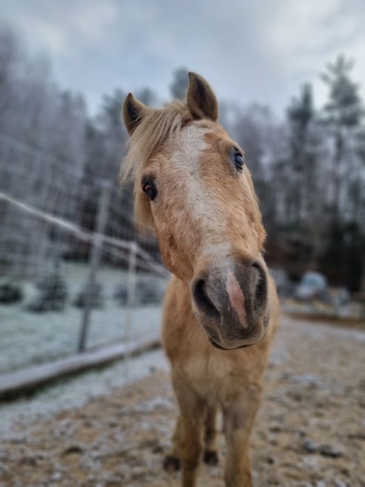 Bajkowy kucyk szuka nowego domu