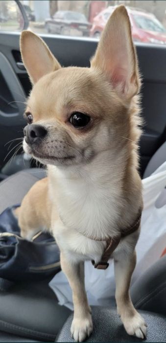 Вязка Чихуахуа мальчик