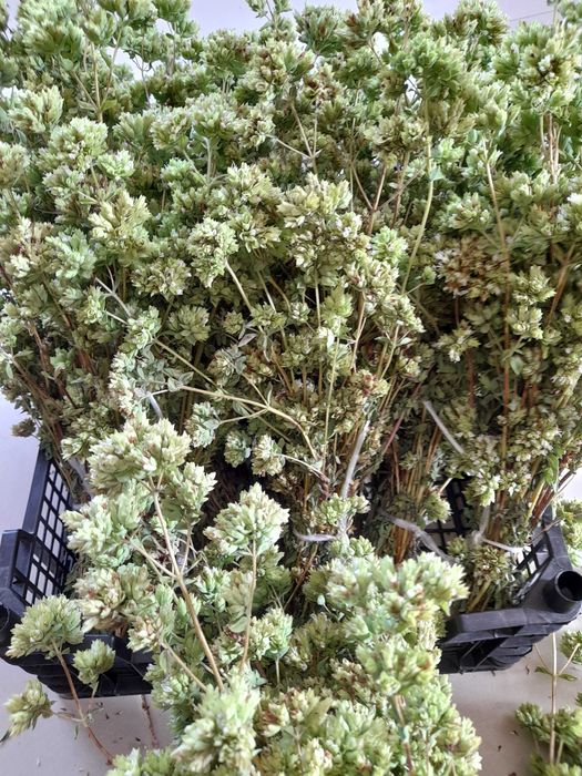 Folhas de louro, sacos com 20g/Molhos de oregãos