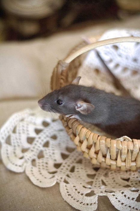 Szczurki dumbo (2) oddam  za darmo