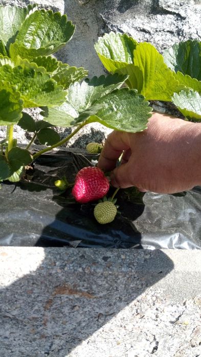 Morangueiro diamante