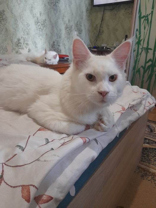 Мейн-кун белый солид, кот.