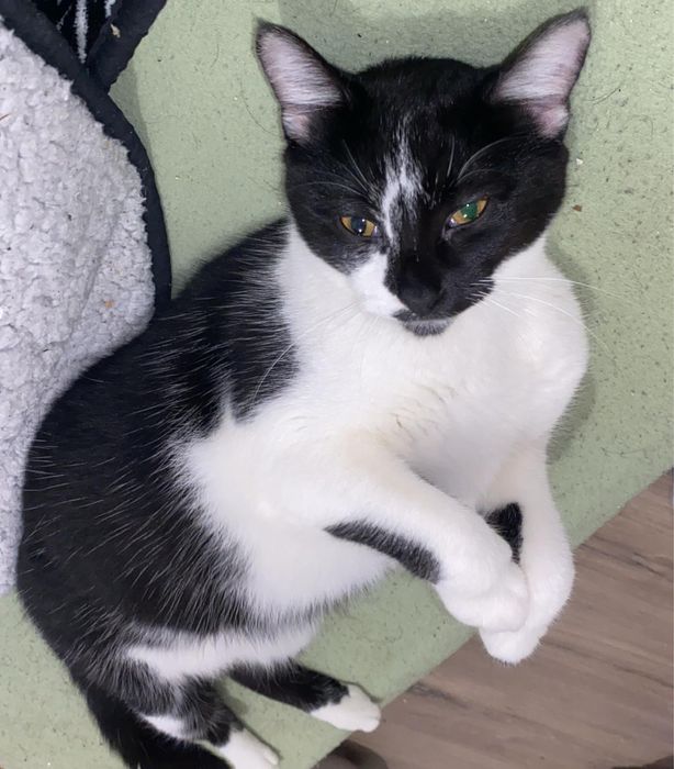 GATA ADOÇÃO RESPONSÁVEL.