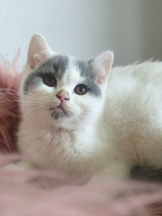 Brytyjski krótkowłosy piękny kocurek