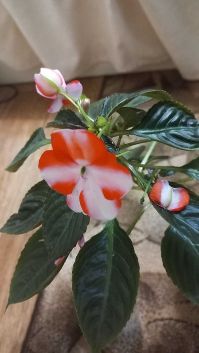 Бальзамін кімнатні рослини