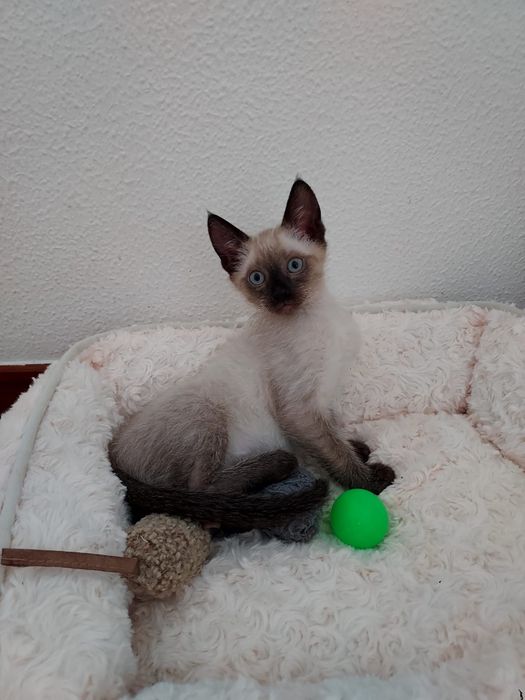 Gatinho bebé para adoção