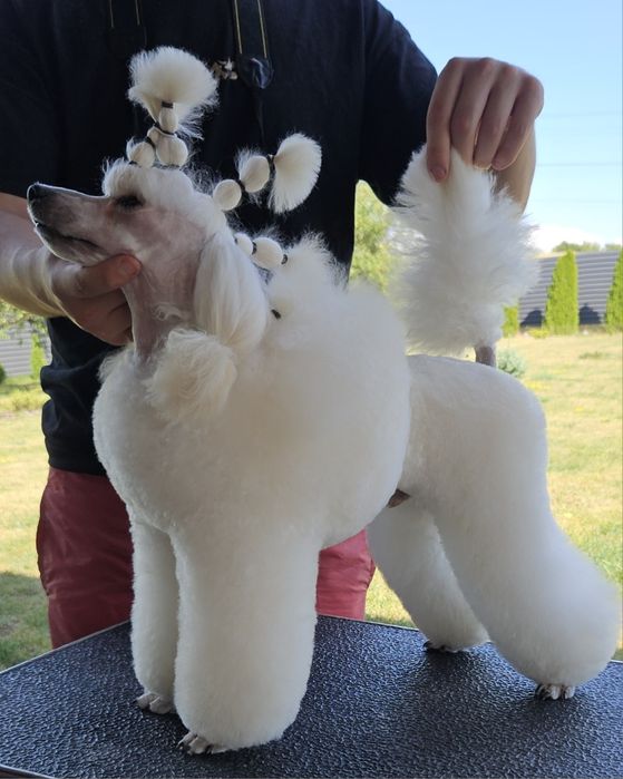 Пудель Той/Миниатюра