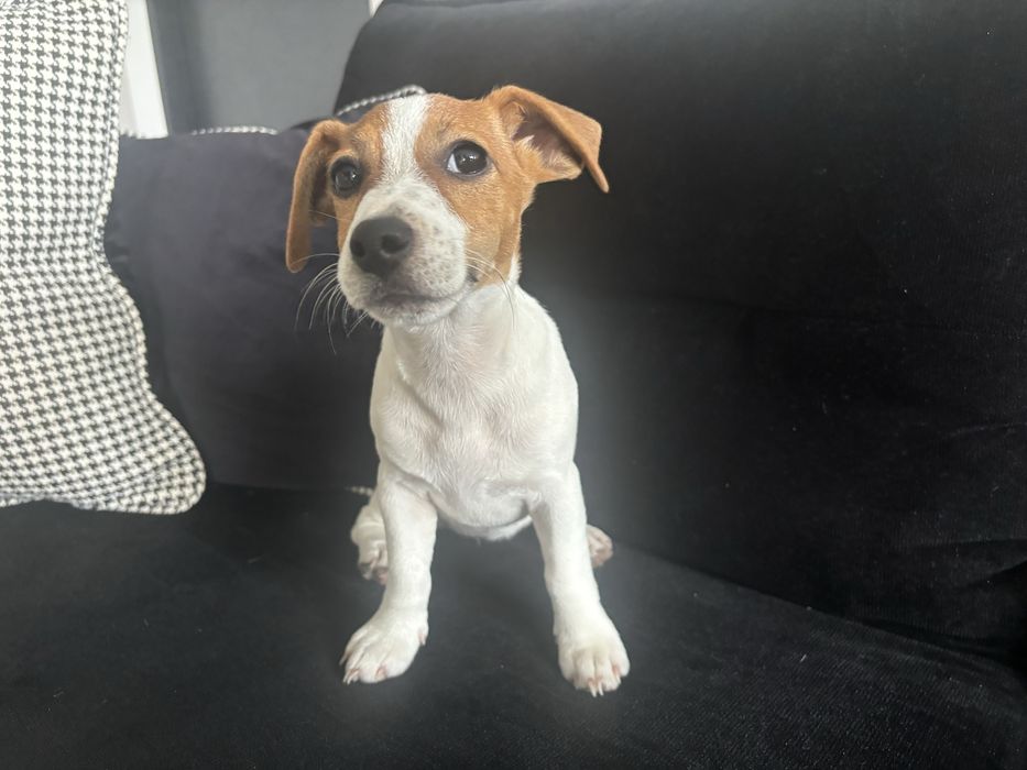 Suczka Jack Russell Terrier szczeniak