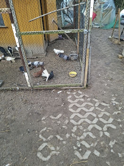 Sprzedam gołębie takie jak sokoły gdaniskie murzyny warszawskie