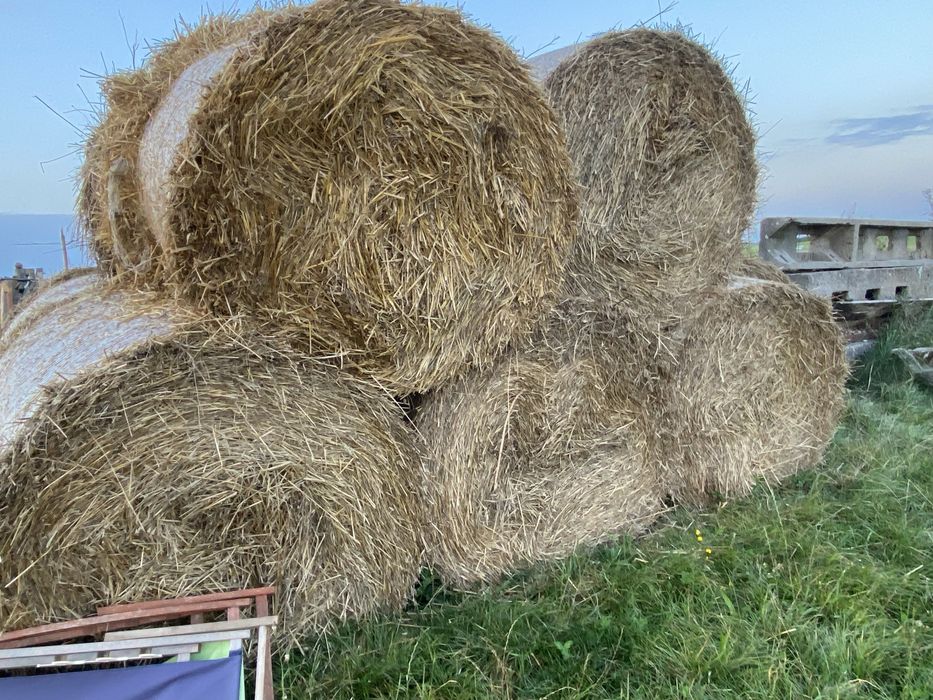 słoma pszenna w belach