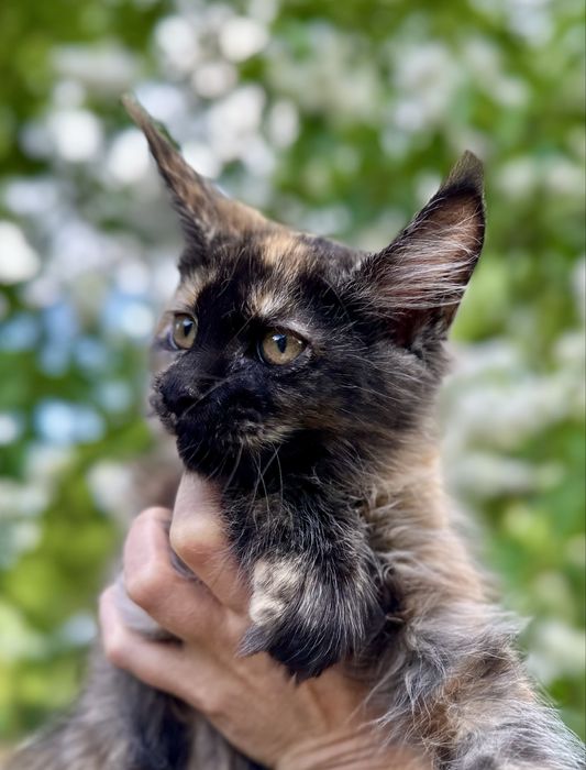 Czarna szylkretka Maine Coon