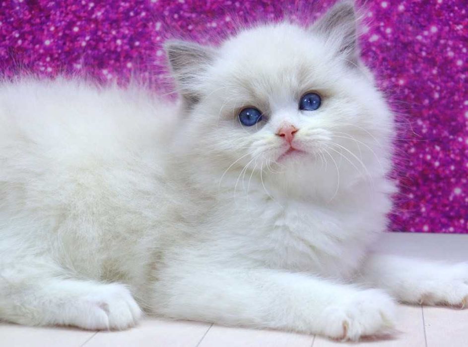 . Мальчишка с прививками-РЕГДОЛЛ//Ragdoll