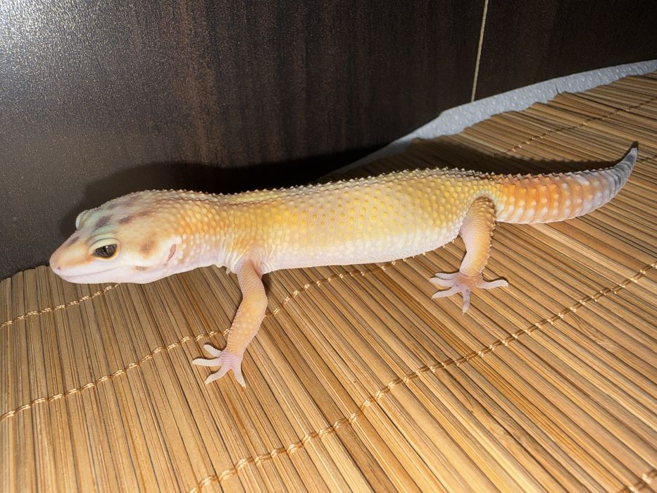 Młode gekony lamparcie