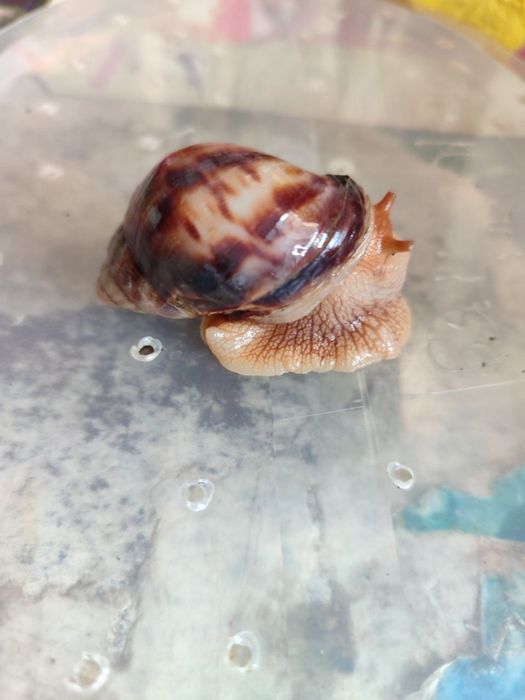 Равлики домашні дітки та мама